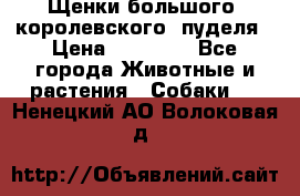 Щенки большого (королевского) пуделя › Цена ­ 25 000 - Все города Животные и растения » Собаки   . Ненецкий АО,Волоковая д.